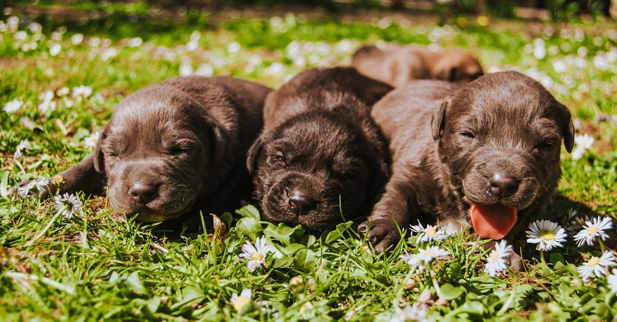 Hvorfor Vælge den Rette Hundemadras: En Guide til Hundeejere